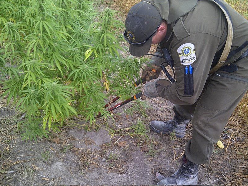 SQ partners with RCMP and Armed Forces for marijuana bust
