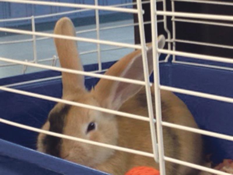 At VCI, a new furry friend arrives to bring comfort to all