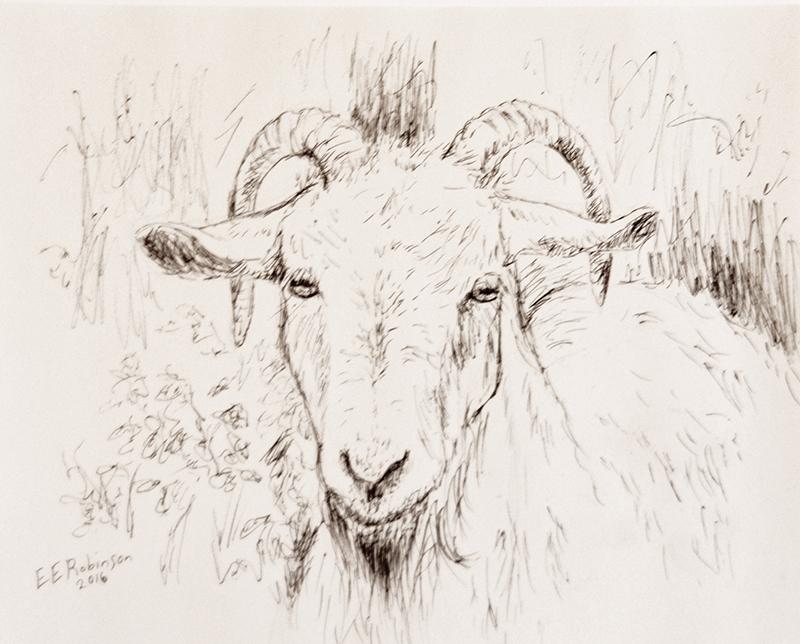art-erins-goat
