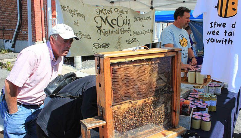 McCaig brought a rack of honeycomb with live bees for presentation at their kiosk.