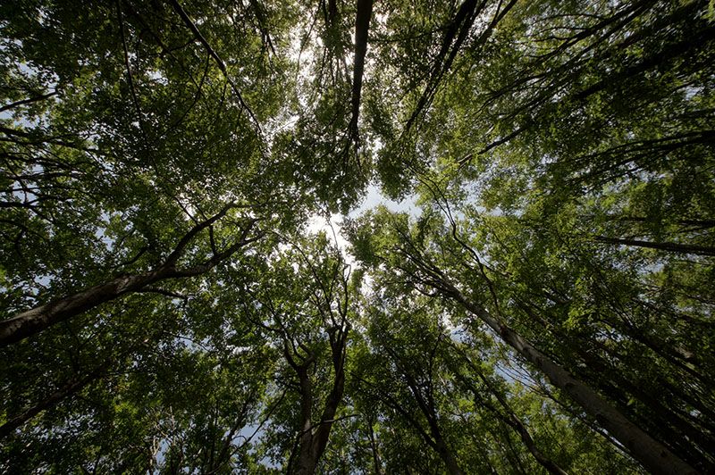 50 Million Tree Program offers site visits to landowners