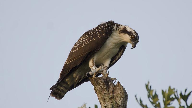 Ospreys are coming back to this area: Nature Society