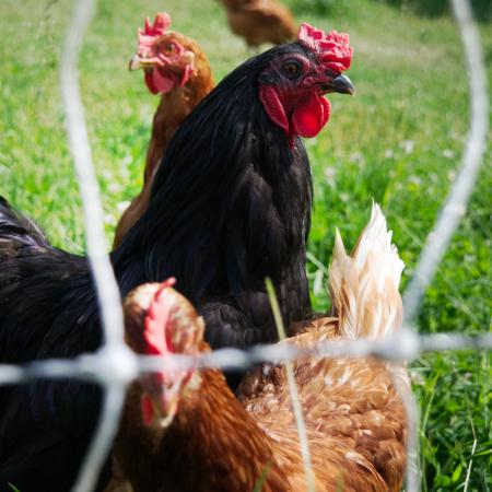 EOHU confirms presence of avian influenza in the region