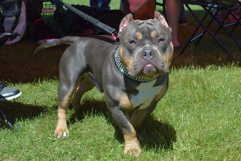 Second annual American Bully dog show