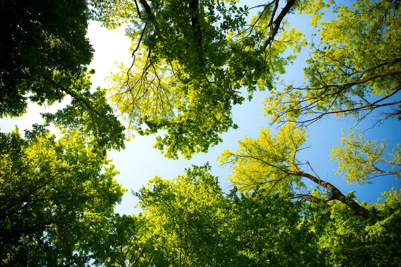 SNC Community Environmental Grants Program: Planting more trees in 2020