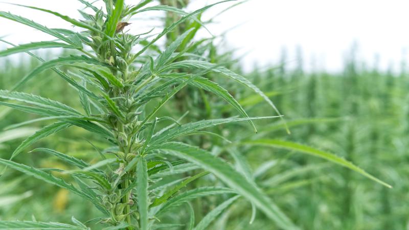 Marc Bercier on the benefits of hemp, responsible farming and the future