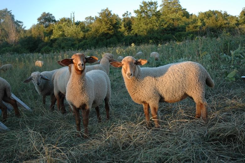Dunvegan sheep farmers lament Canada’s declining wool production as they look to retire in 2019