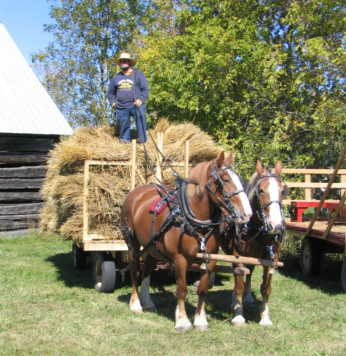 Roosters, Super Zukes, and Munro & McIntosh Buggies at the 19th Annual Harvest Fall Festival des récoltes