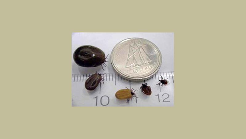 Beware of blacklegged ticks, says EOHU
