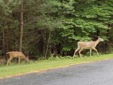 Second deer tests positive for Chronic Wasting Disease in Québec