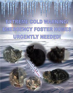 Operation Spay & Neuter needs foster homes for cats. It’s urgent, given the extreme cold.