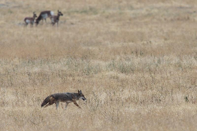Coyotes a challenge for rural residents