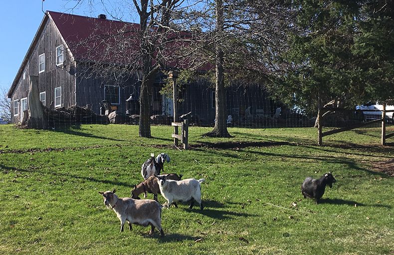 Hidden Gems Fair will showcase local businesses, prizes, and yes, goat games