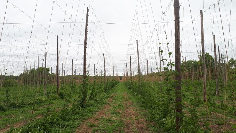 Hops are tops on North Glengarry farm