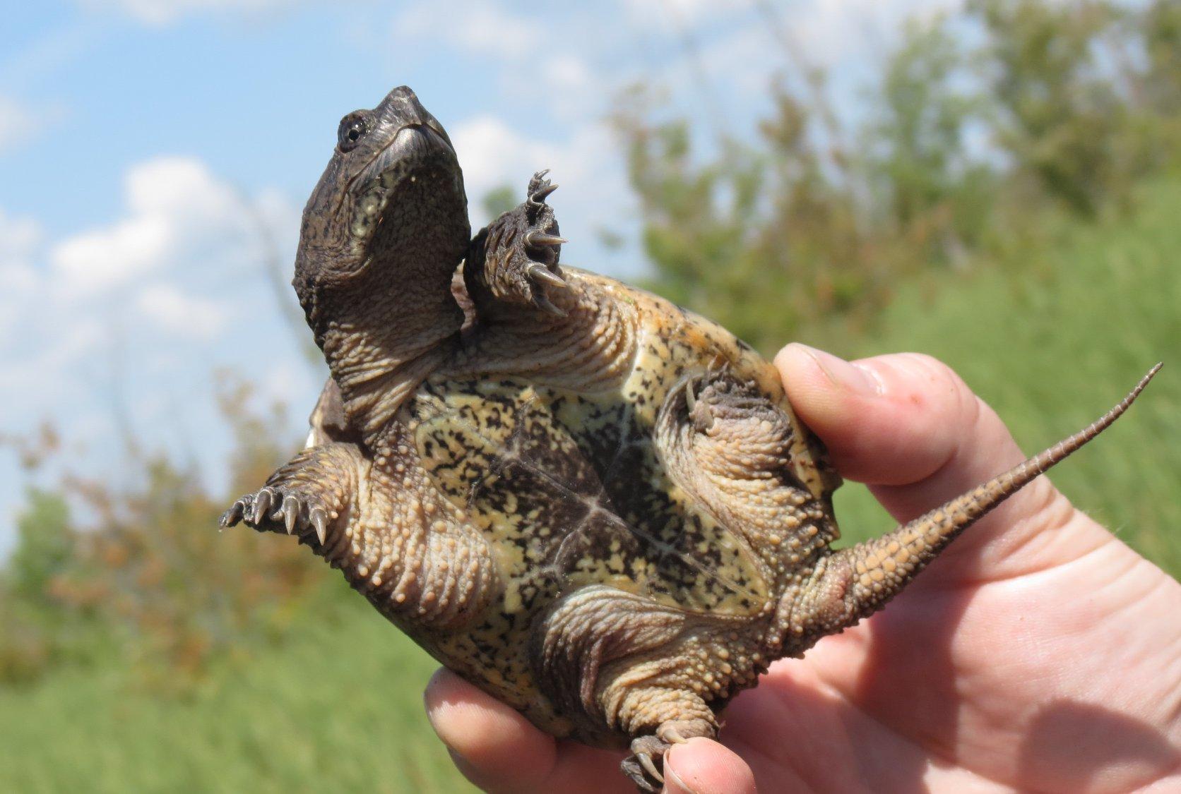 Watch out: Turtles begin nesting season in SNC jurisdiction