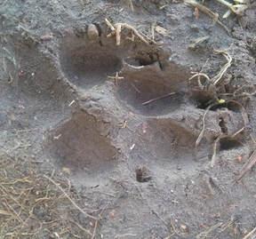 Learn how to identify animal tracks: August 7 at the Champlain Library