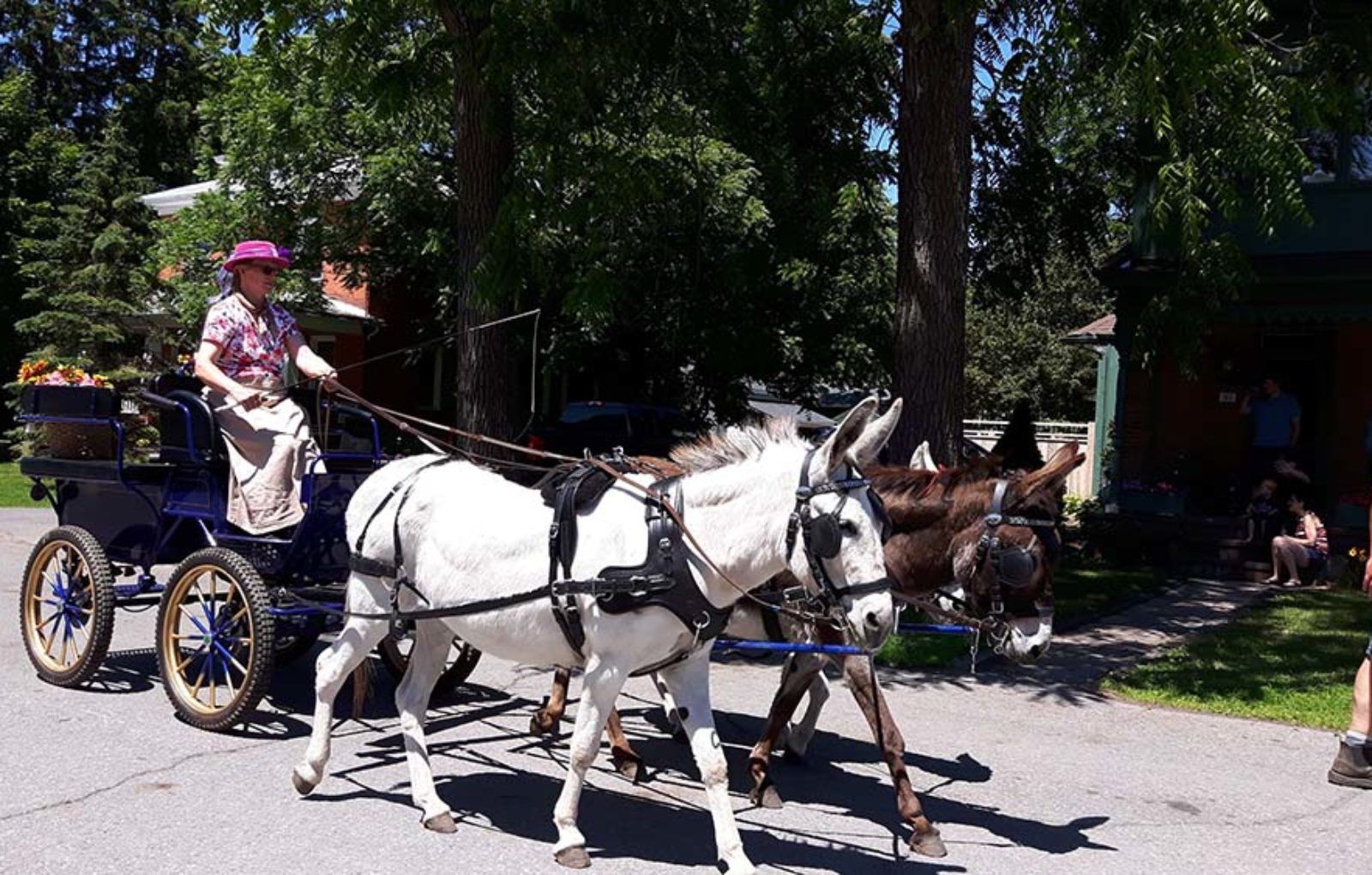 LS_July 10 2019 Horse and Buggy Parade (21)