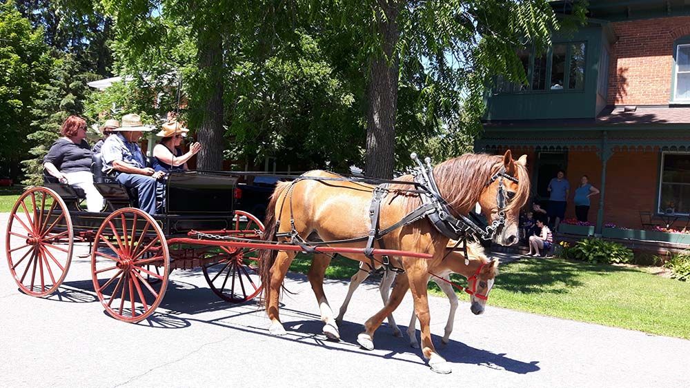 Vankleek Hill Horse and Buggy Parade back in the saddle on July 10