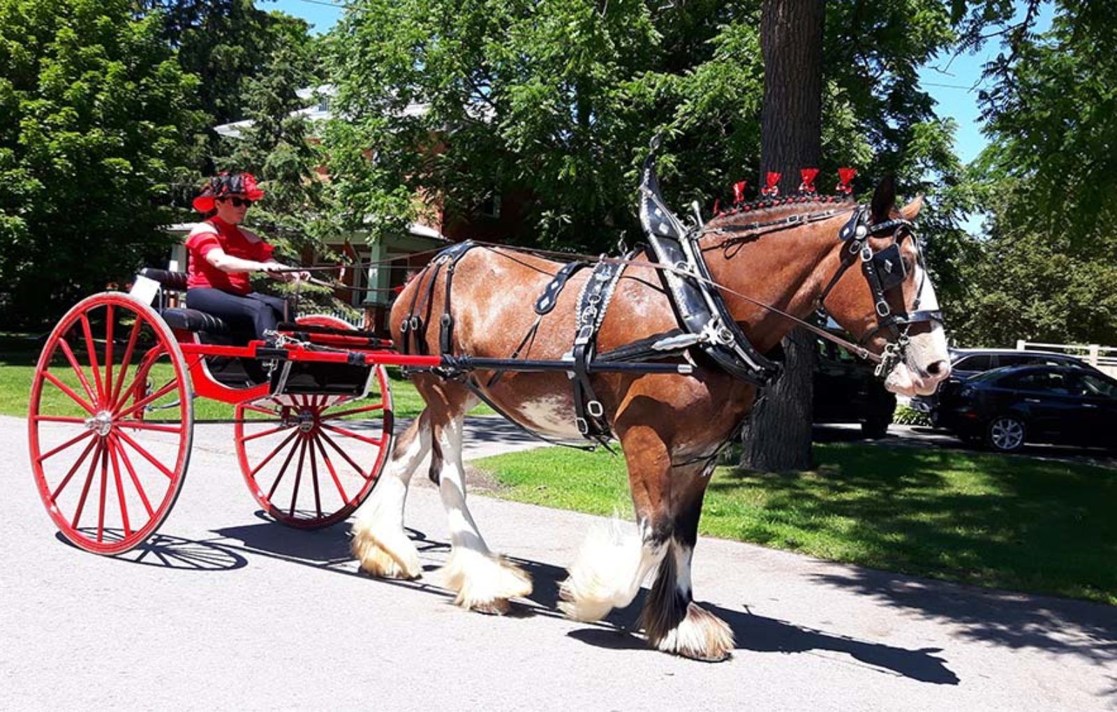 LS_July 10 2019 Horse and Buggy Parade (40)
