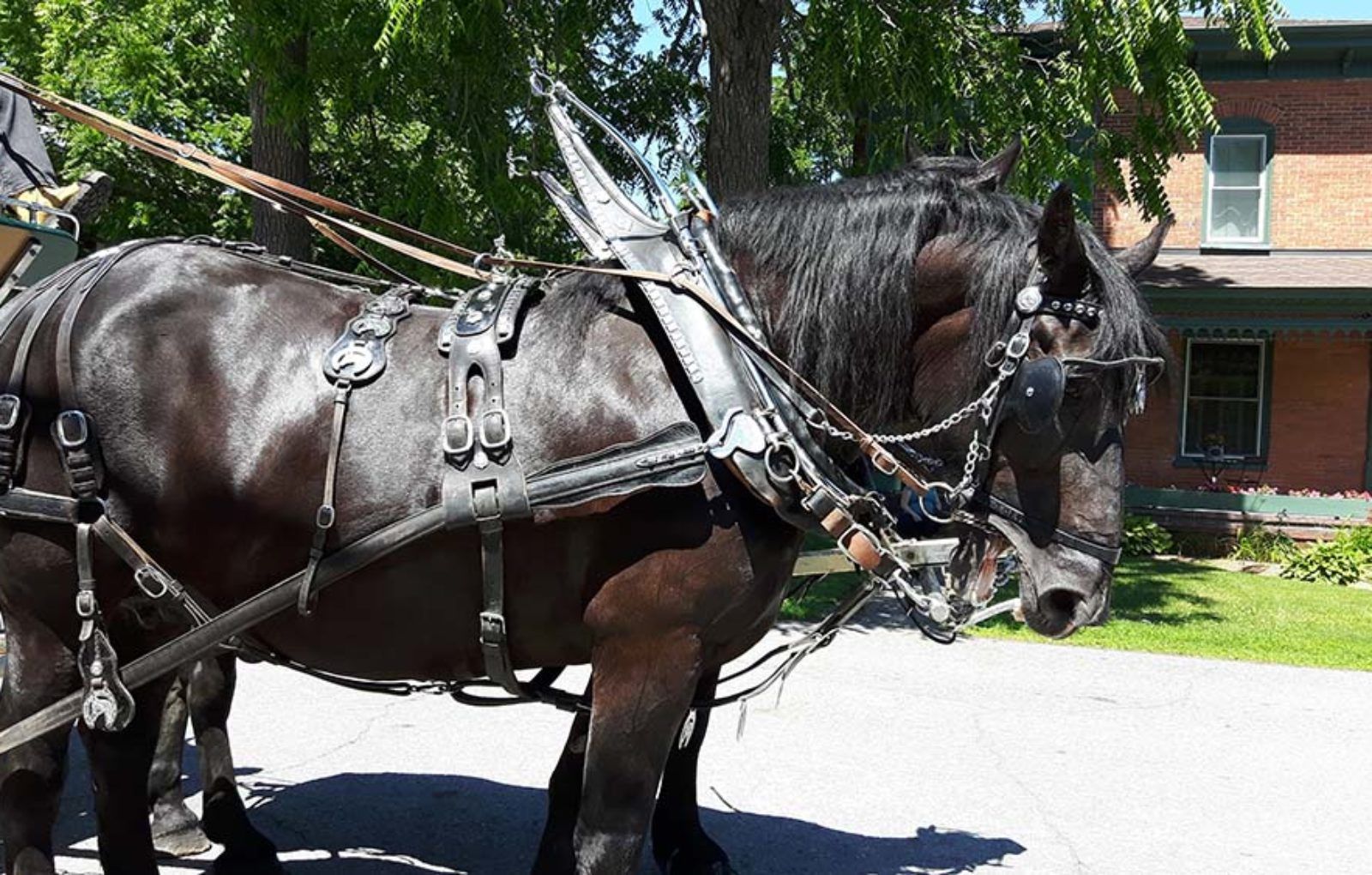 LS_July 10 2019 Horse and Buggy Parade (57)