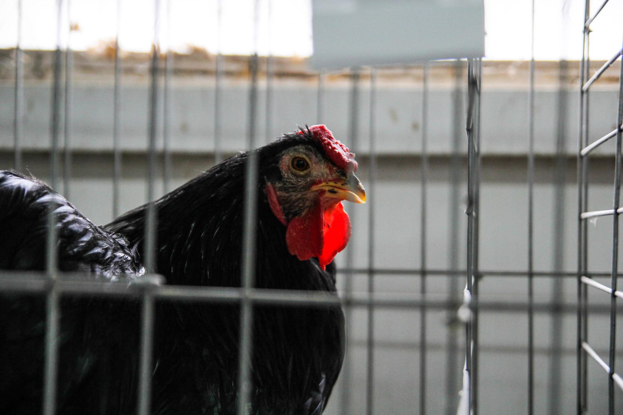 Chickens permitted at Brownsburg-Chatham residences, but there are rules