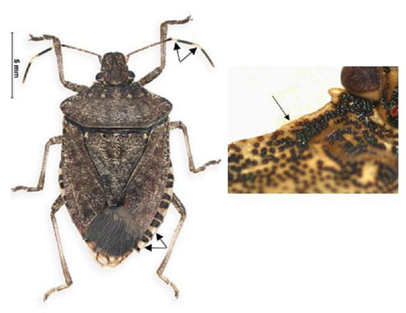 Ewwww!  Watch out for the Brown Marmorated Stink Bug!