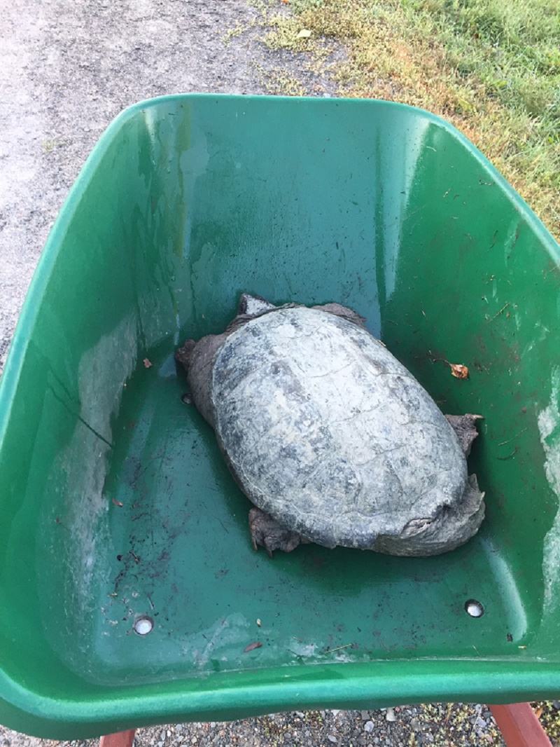 Operation turtle rescue in Grenville