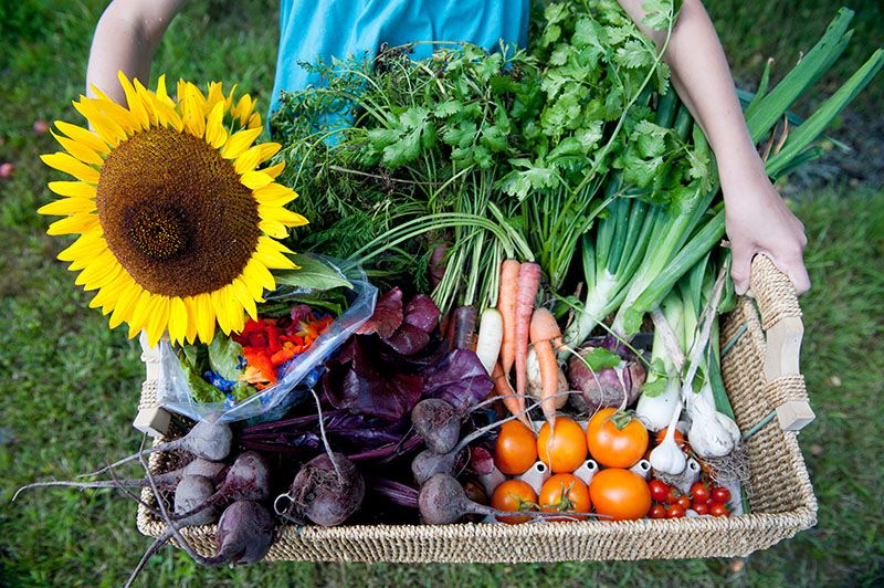 New online farmers’ market: new e-commerce tool is for producers, agri-food vendors