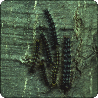 Gypsy moth caterpillar still eating forests after all these years