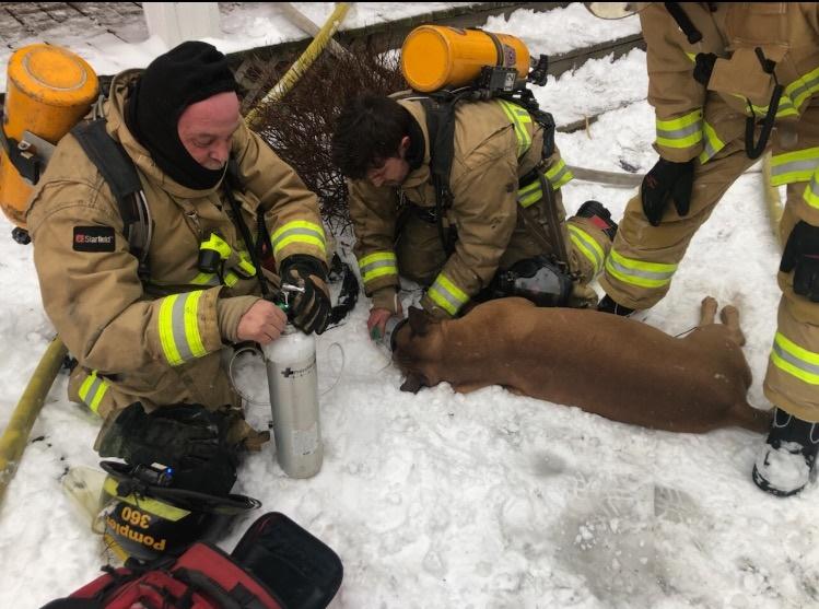 Dog breathing easy after rescue from Grenville fire