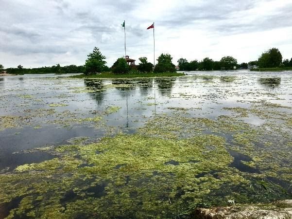Weed harvesting to begin mid-June at Alexandria’s Mill Pond