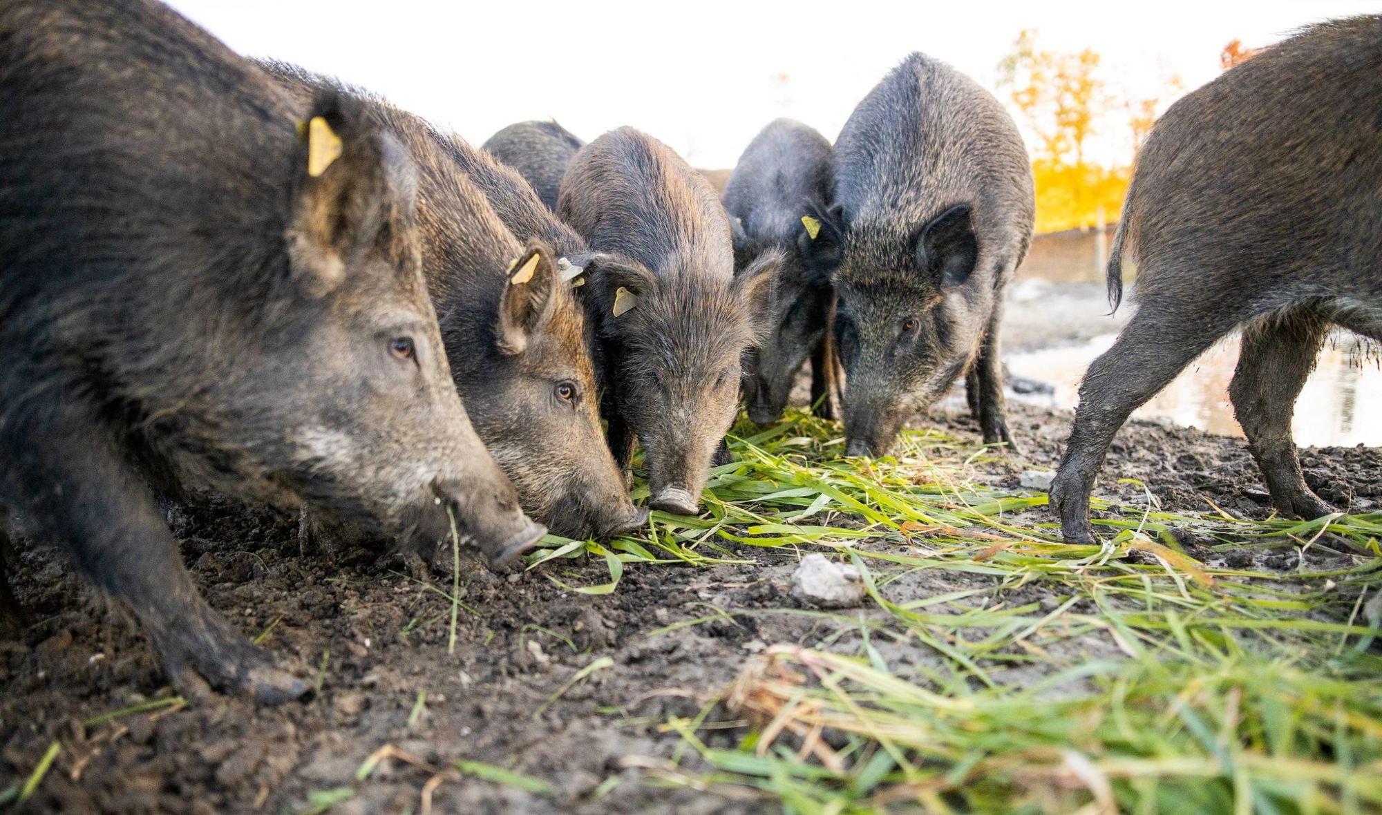 Owners of Trillium Meadows ask for public’s help to fight MNRF proposals to ban farming of wild pigs