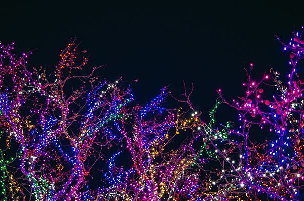 Vankleek Hill’s Winter Wonderland of Lights Contest and other holiday highlights