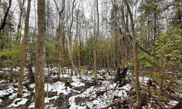 Township of South Glengarry to donate 115 acres of forests to Raisin River Conservation Authority