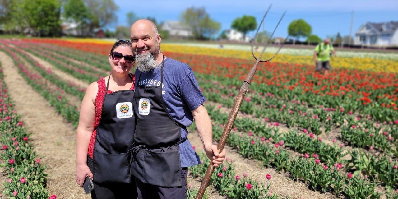 Tulip fields attract thousands of visitors to Vankleek Hill