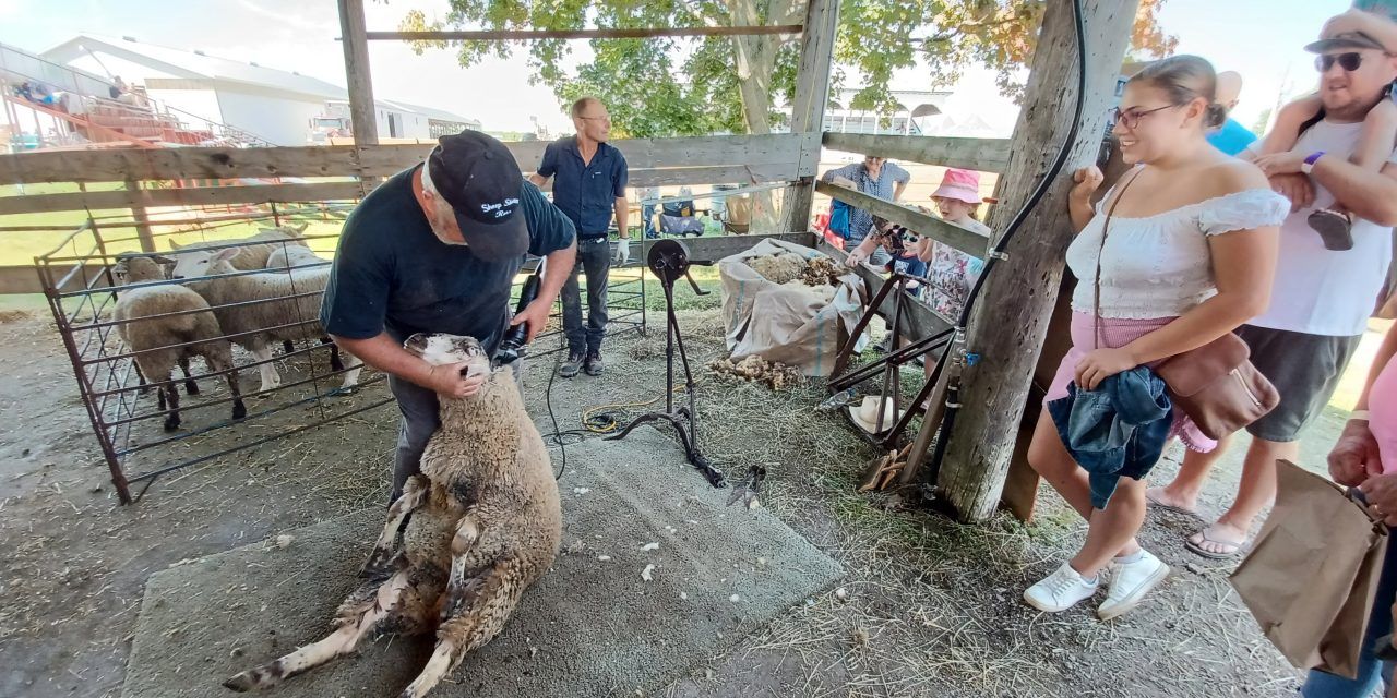 Ross Creighton shares stories of sheep shearing