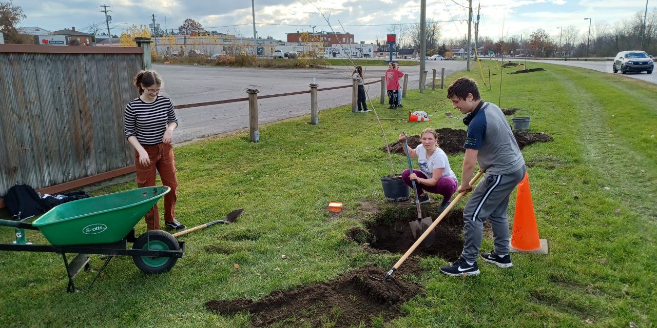 50 trees planted along Le Chenail Boulevard in Hawkesbury
