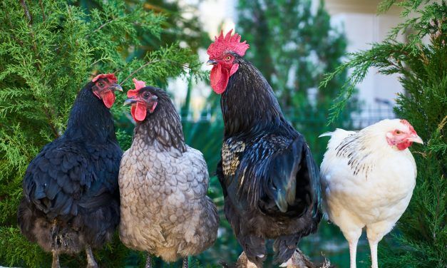 Champlain to consult with residents on backyard hens