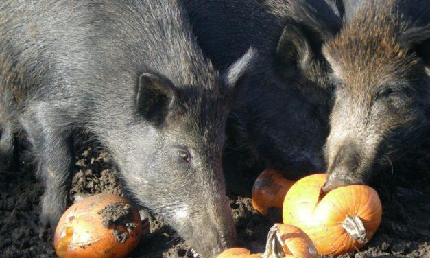 Wild boar ban sends farmers finding alternatives