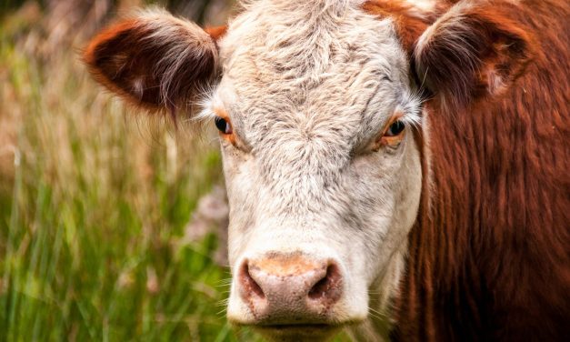 Glengarry cattlemen hold annual meeting