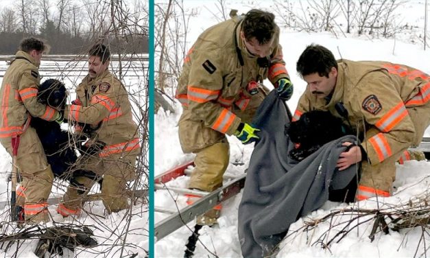 Brownsburg-Chatham firefighters rescue dog from well