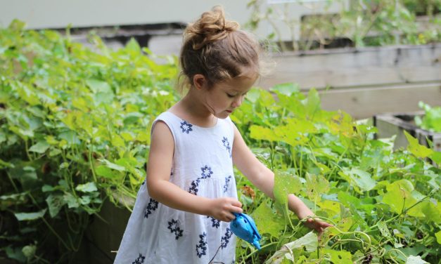 Green activities for all ages at Champlain Library