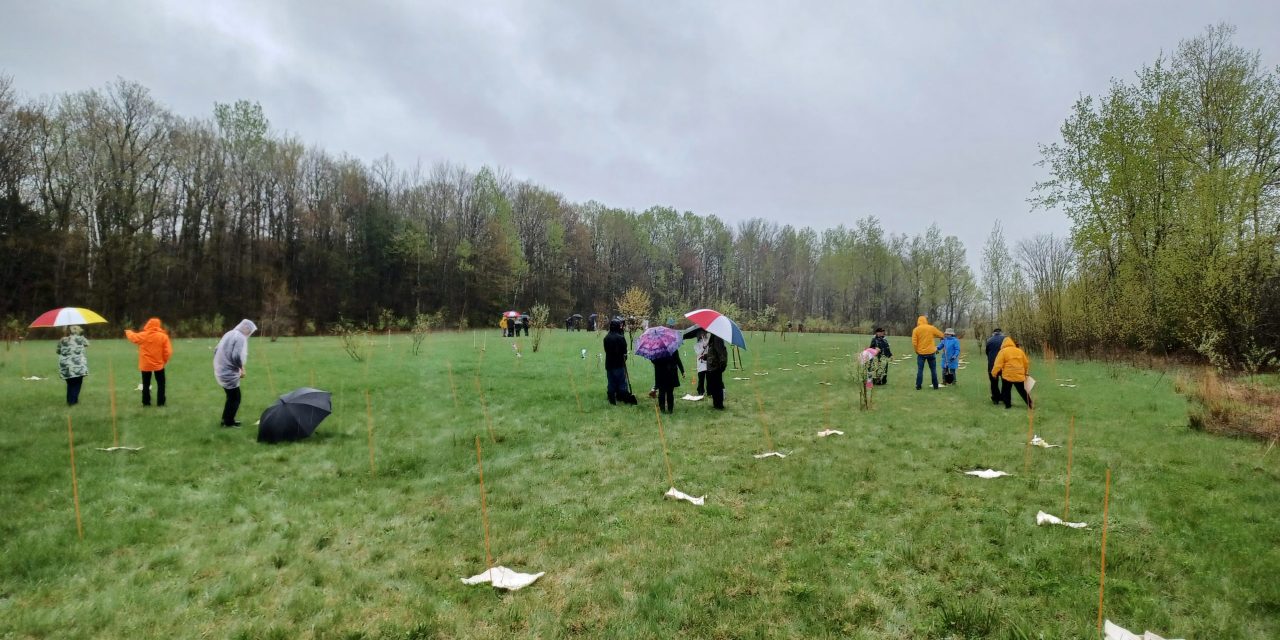 A rainy day to plant trees near Vankleek Hill