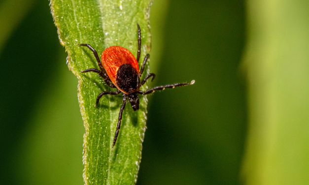 Be on the lookout for ticks