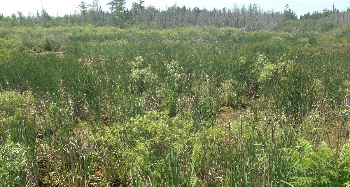 Eastern Ontario conservation authorities seek public input on development policies and wetland mapping